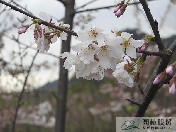 电竞比赛押注app