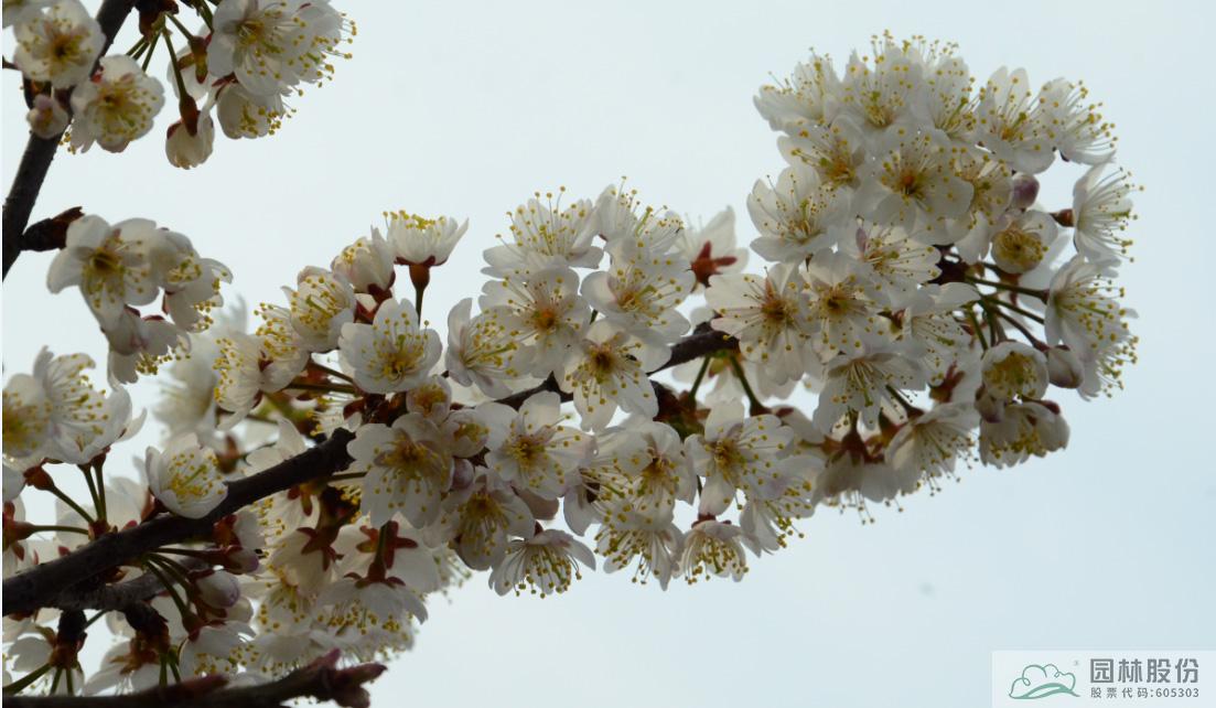 电竞比赛押注app