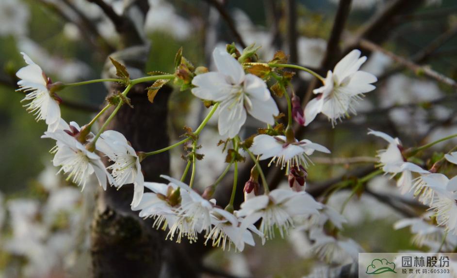 电竞比赛押注app