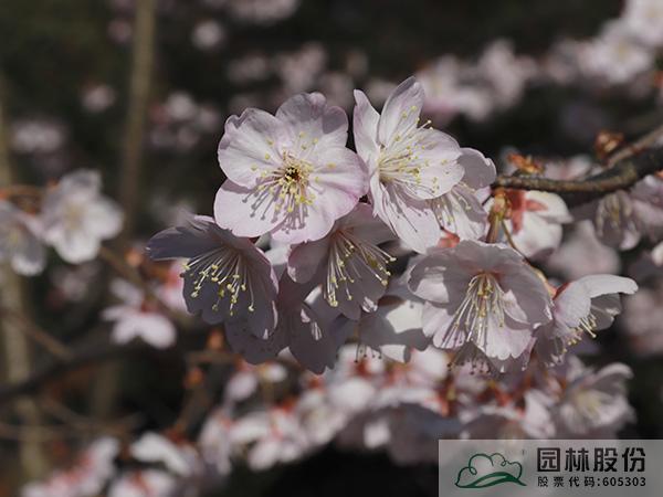 电竞比赛押注app