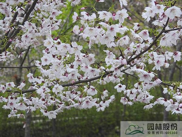 电竞比赛押注app