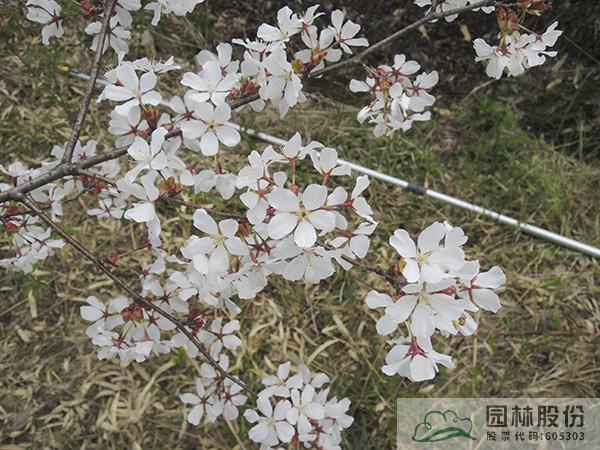 电竞比赛押注app