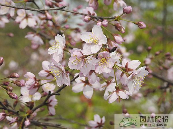 电竞比赛押注app