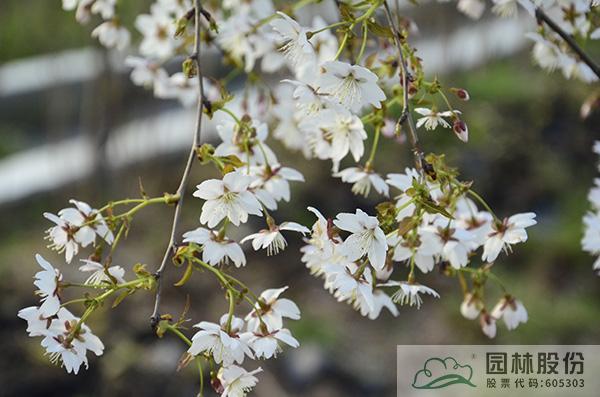 电竞比赛押注app