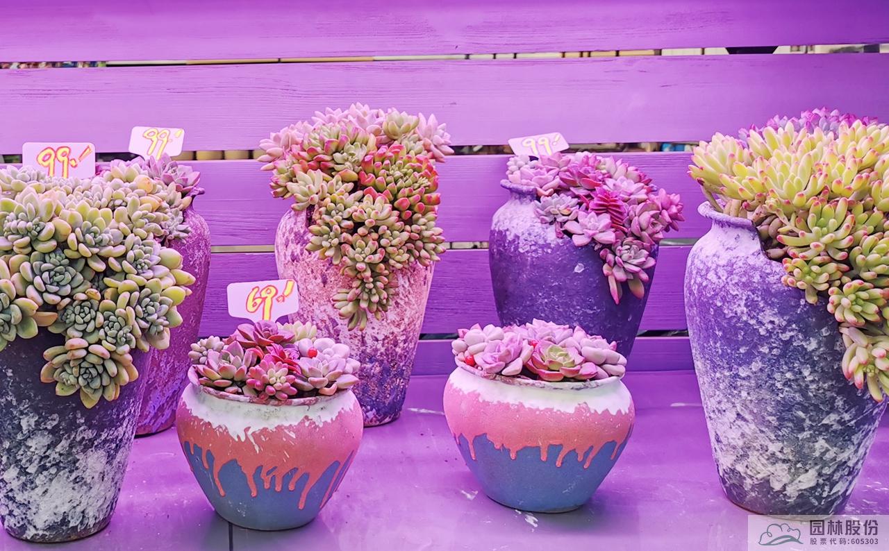 电竞比赛押注app