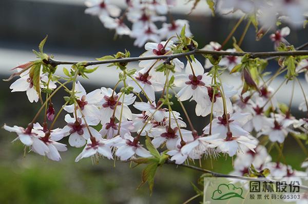 电竞比赛押注app