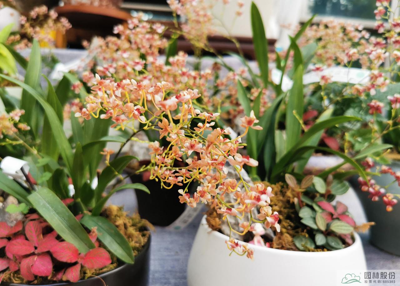 电竞比赛押注app