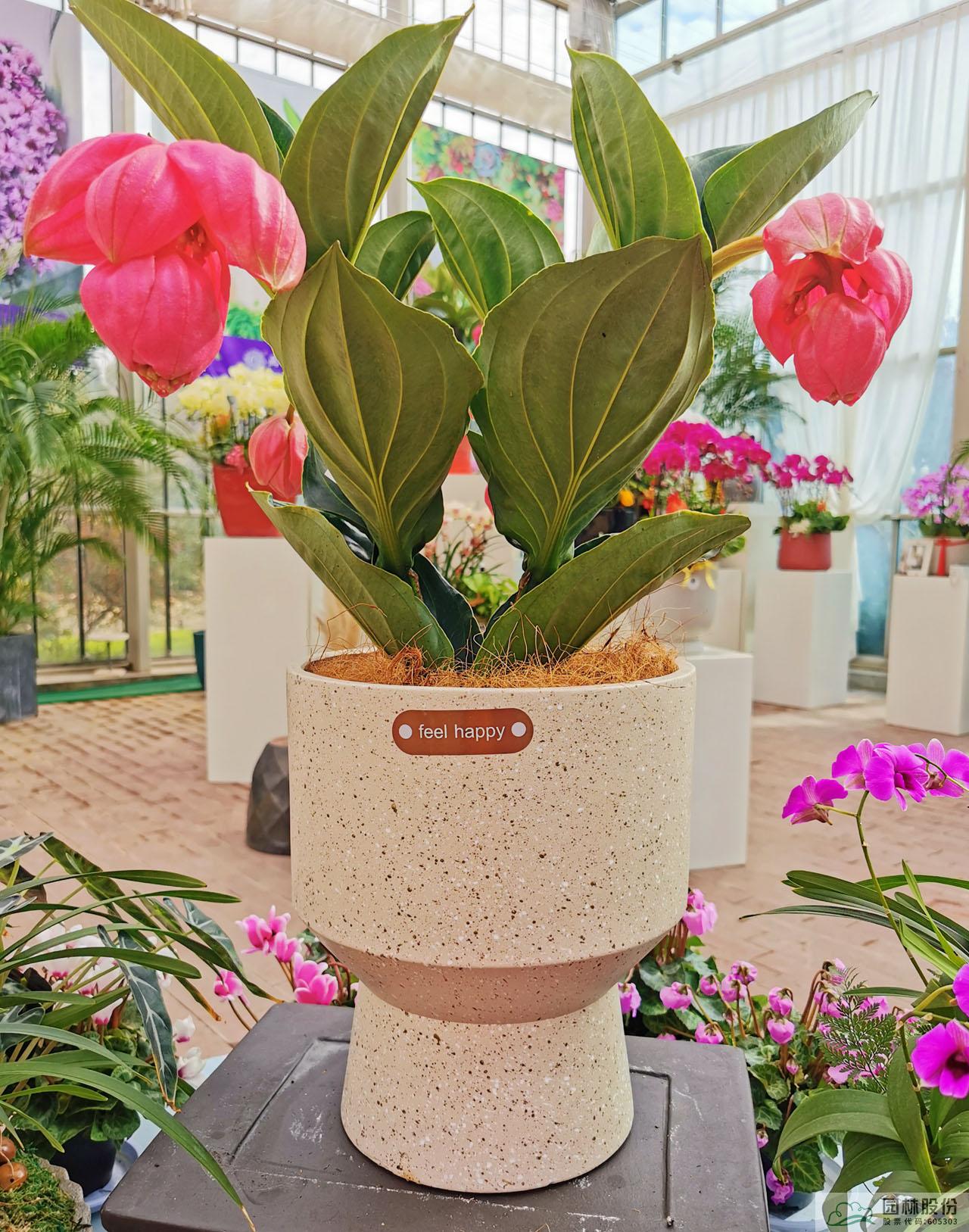 电竞比赛押注app