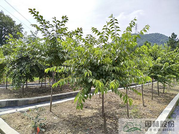 电竞比赛押注app