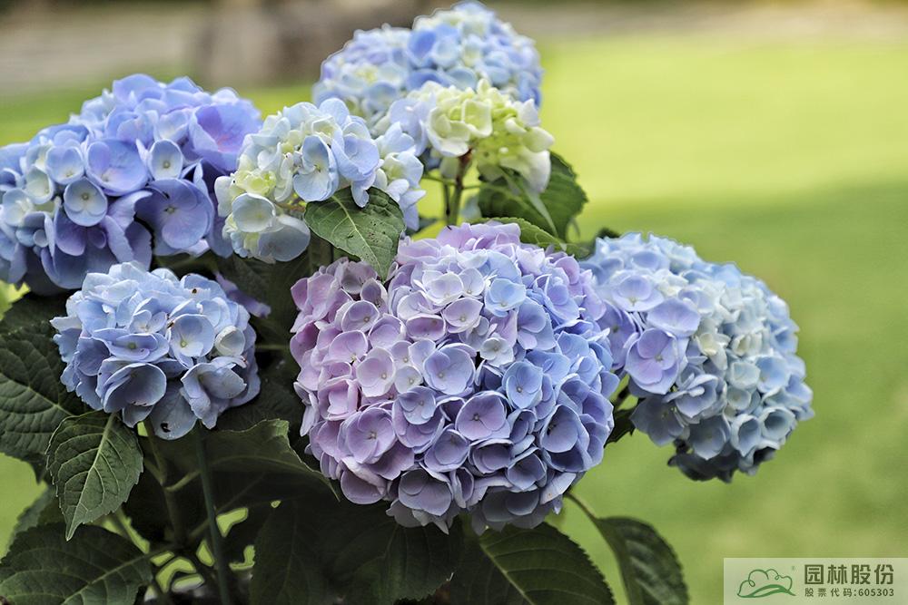 电竞比赛押注app