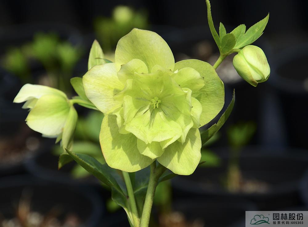 电竞比赛押注app