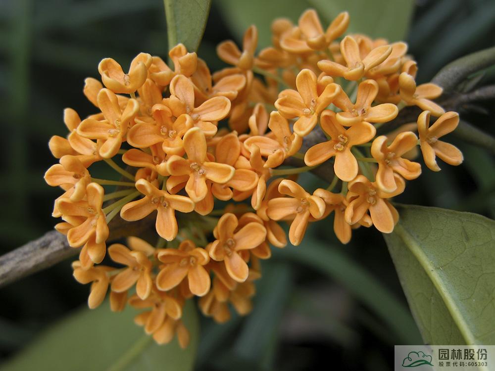 电竞比赛押注app