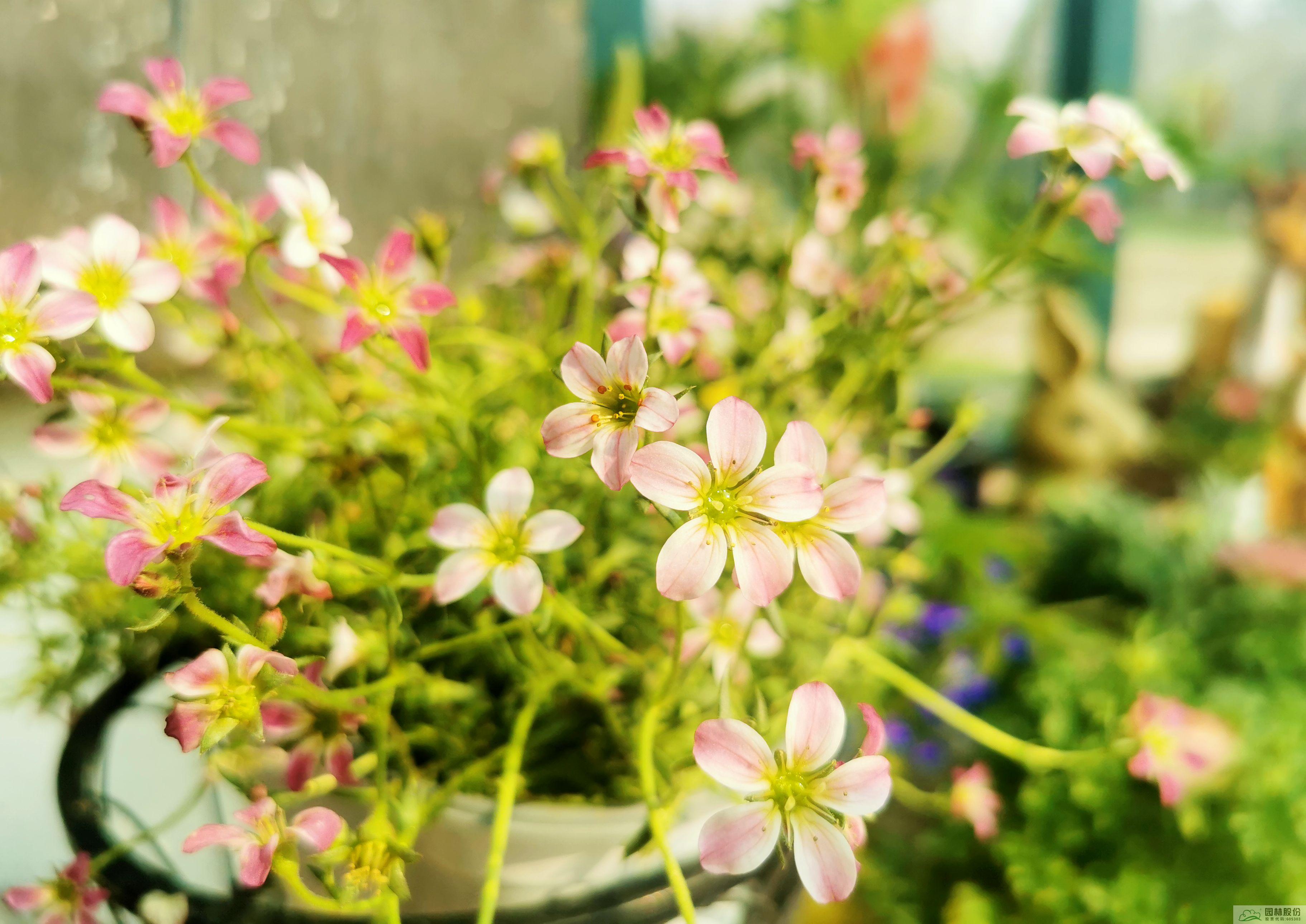 电竞比赛押注app