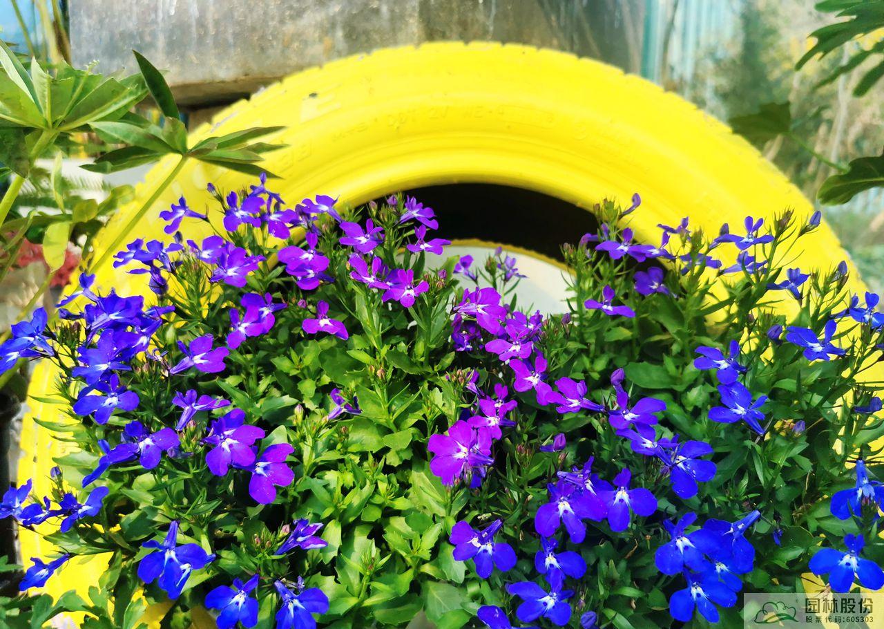 电竞比赛押注app