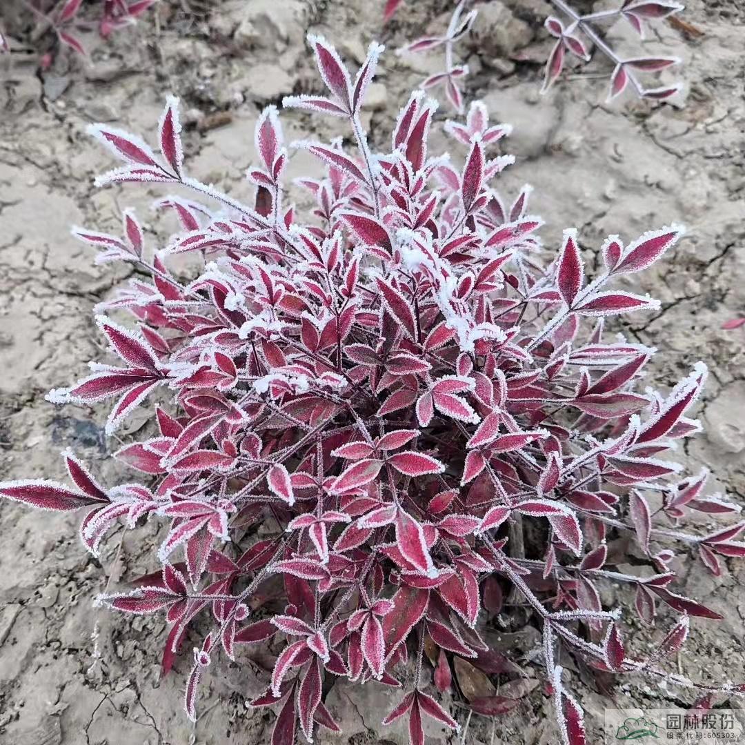 电竞比赛押注app