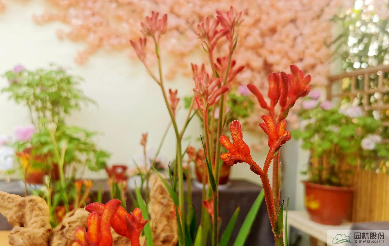 电竞比赛押注app