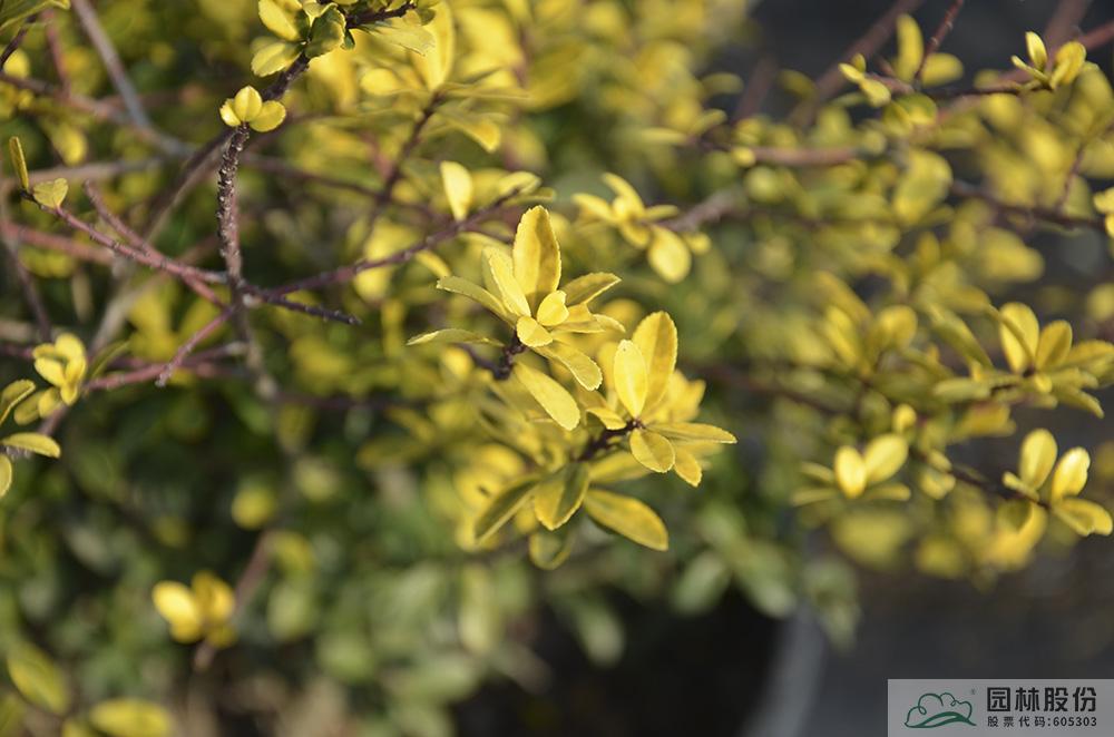 电竞比赛押注app