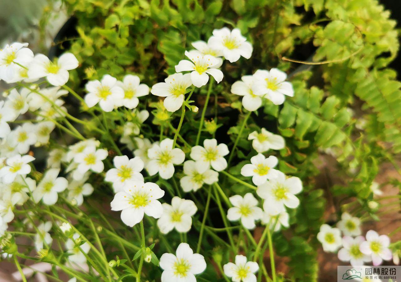 电竞比赛押注app