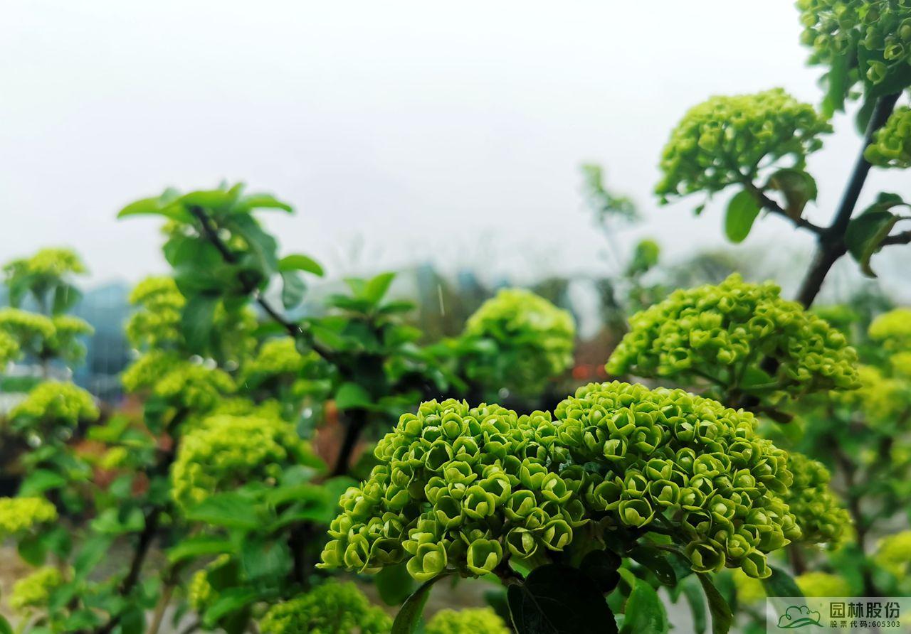 电竞比赛押注app