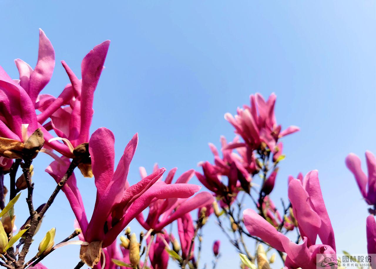 电竞比赛押注app