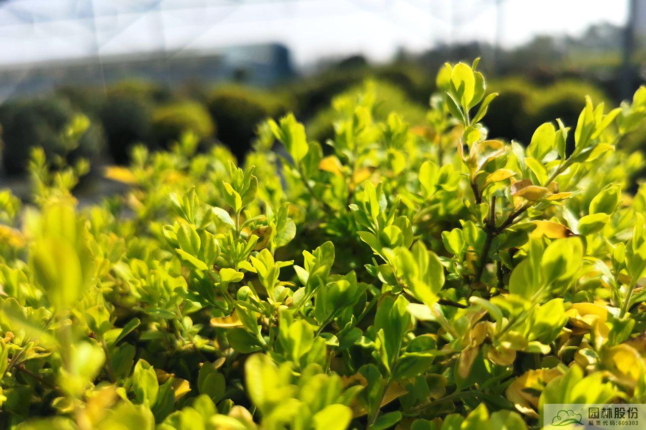 电竞比赛押注app