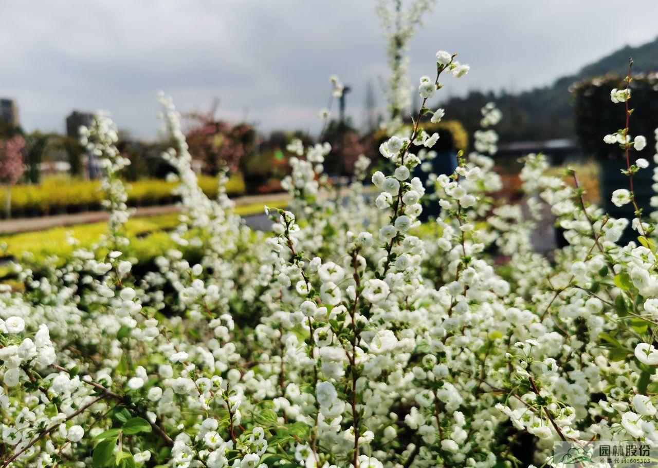 电竞比赛押注app