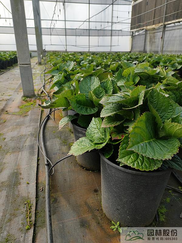 电竞比赛押注app