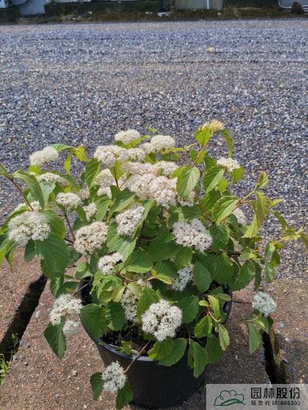 电竞比赛押注app