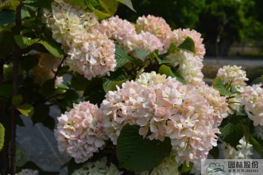 电竞比赛押注app