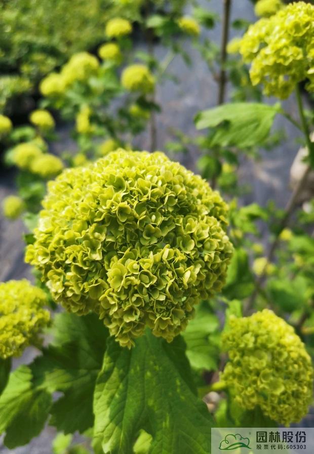 电竞比赛押注app