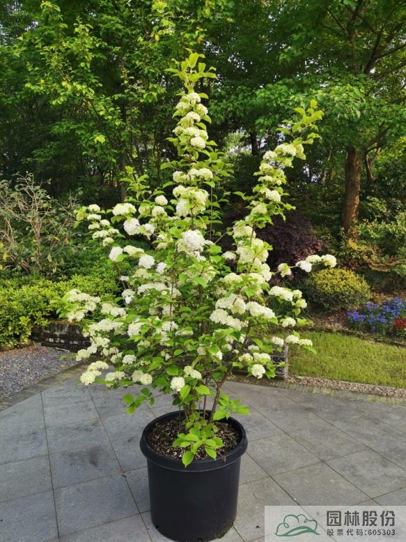 电竞比赛押注app