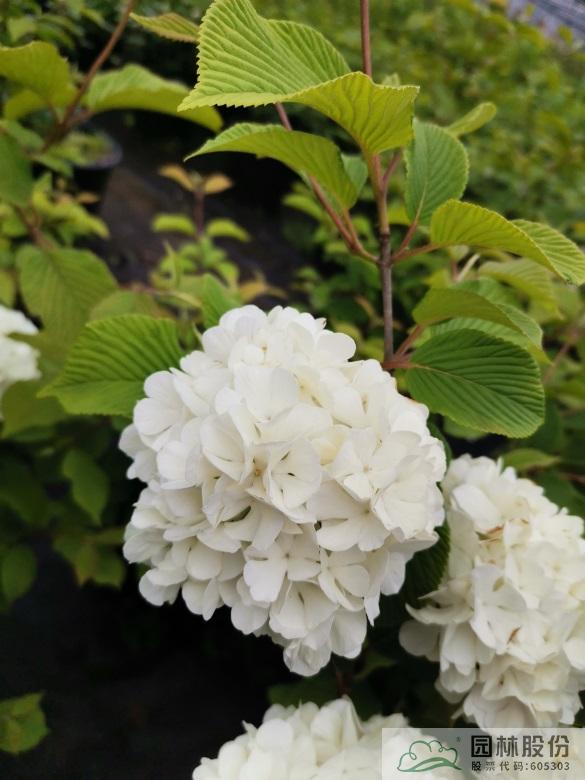 电竞比赛押注app