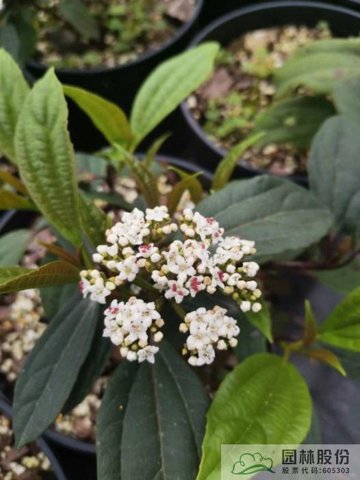 电竞比赛押注app