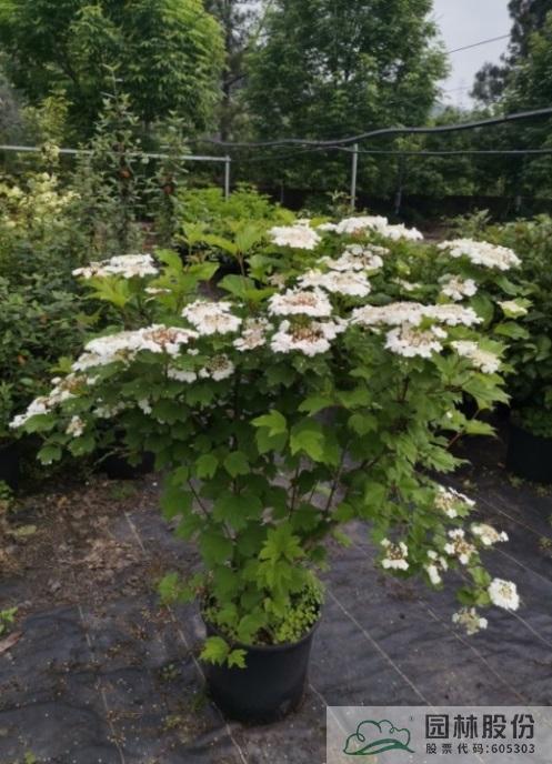 电竞比赛押注app