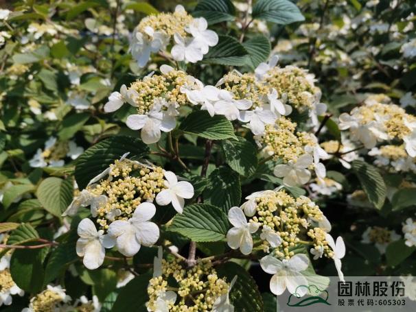 电竞比赛押注app