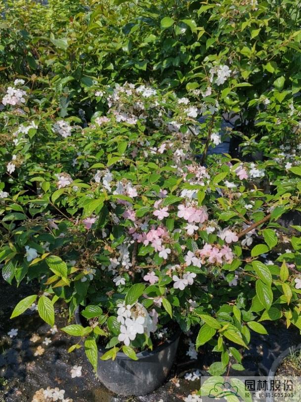 电竞比赛押注app