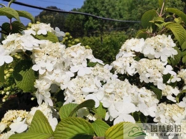 电竞比赛押注app