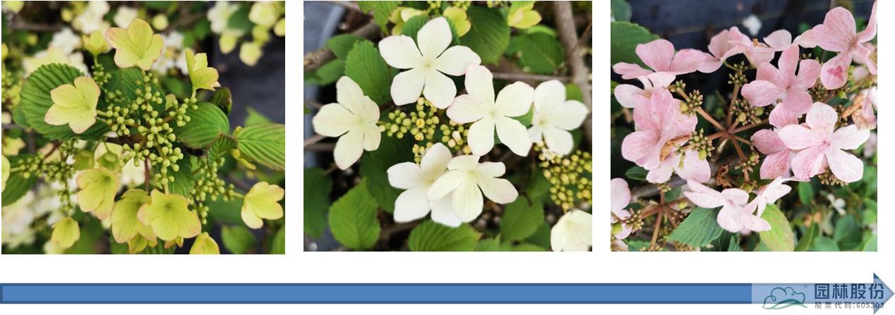 电竞比赛押注app