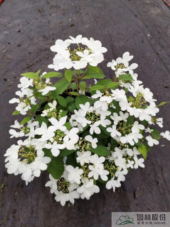 电竞比赛押注app