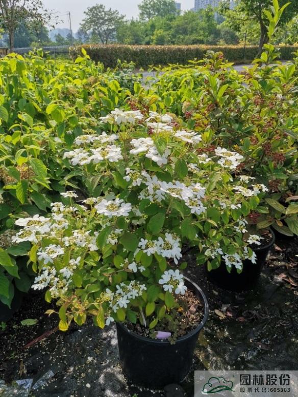 电竞比赛押注app