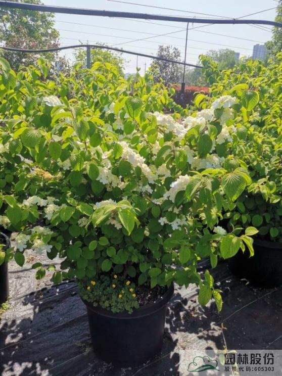 电竞比赛押注app