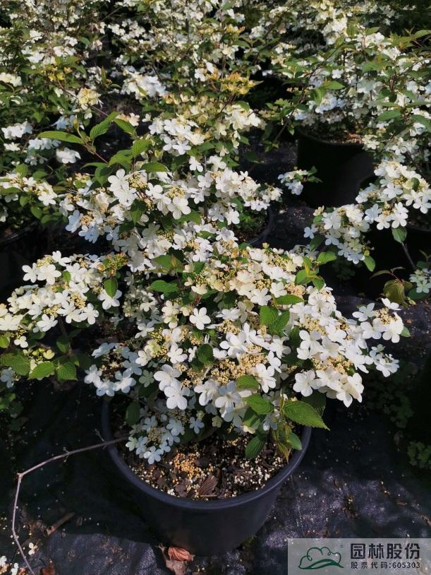 电竞比赛押注app