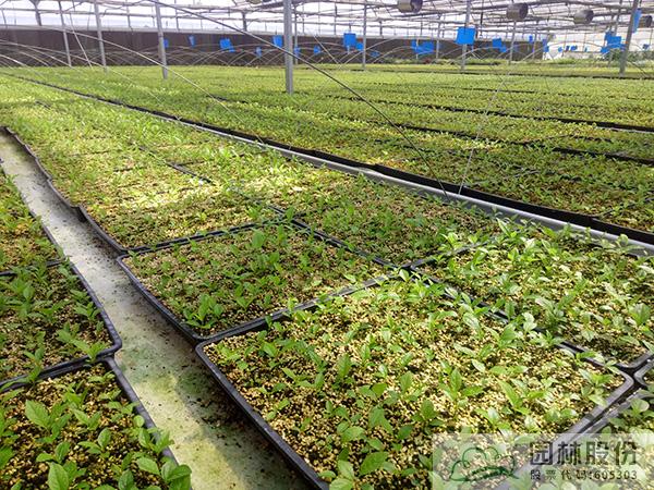 电竞比赛押注app