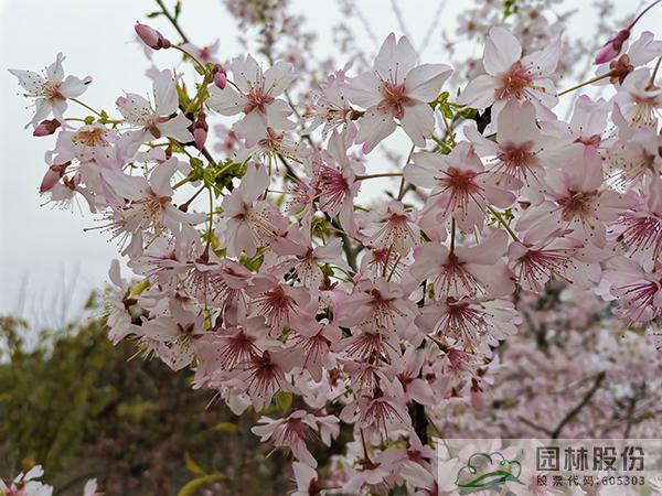 电竞比赛押注app