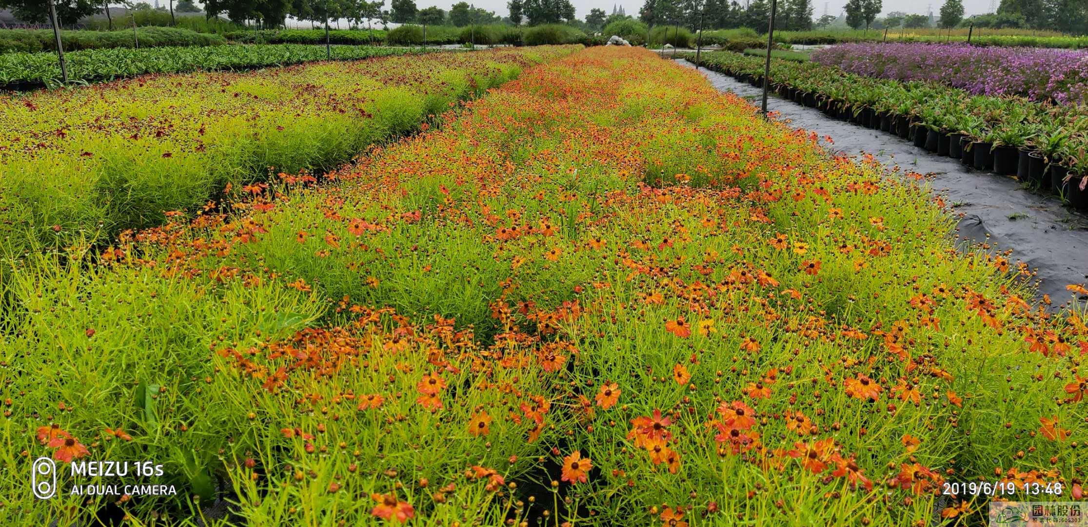 电竞比赛押注app