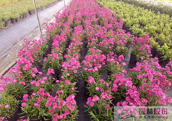 电竞比赛押注app