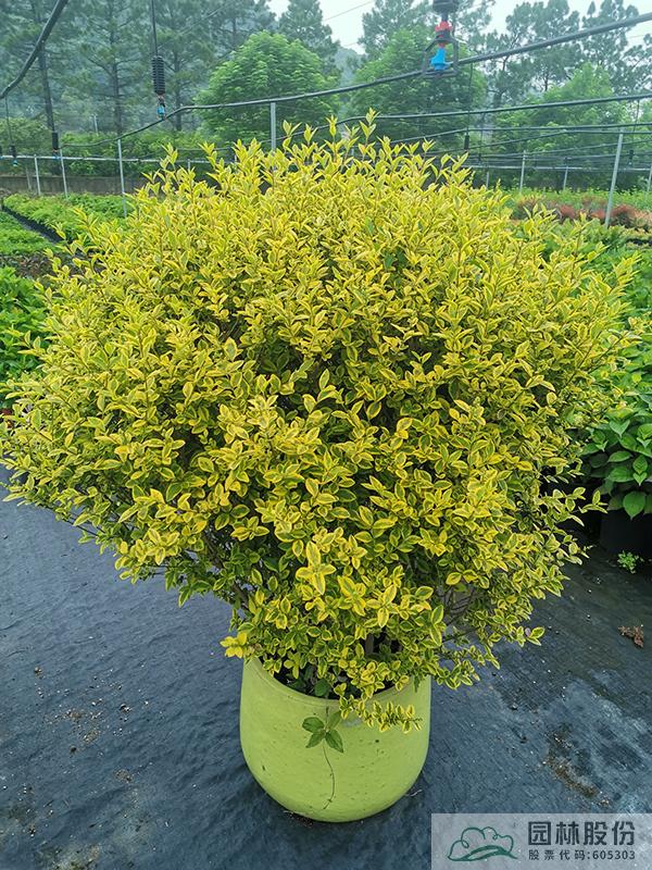 电竞比赛押注app