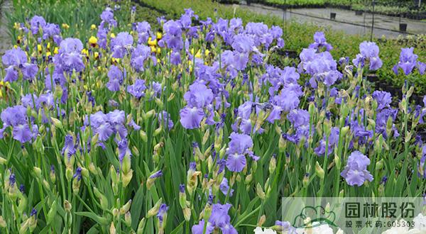 电竞比赛押注app