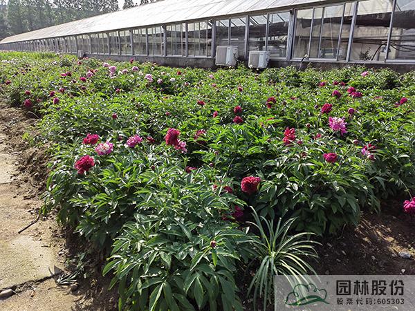 电竞比赛押注app