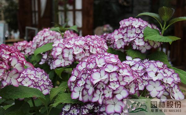 电竞比赛押注app